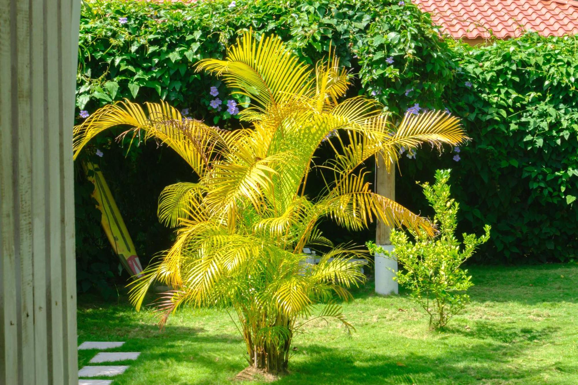 Olivia Del Caribe Suite Puerto Viejo de Talamanca Dış mekan fotoğraf